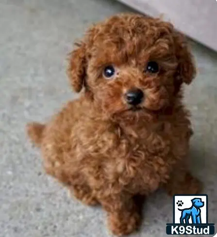 Maltipoo